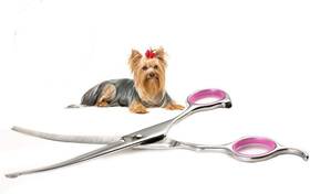 Ivyrise Ivy6522 Dog Grooming Scissors Curved 7 Inch Stainless Steel With Safety Round Tips Pr