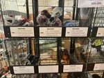 Spornette Hard To Find Hair Brushes ** Choose Your New. Price: $39.95.
